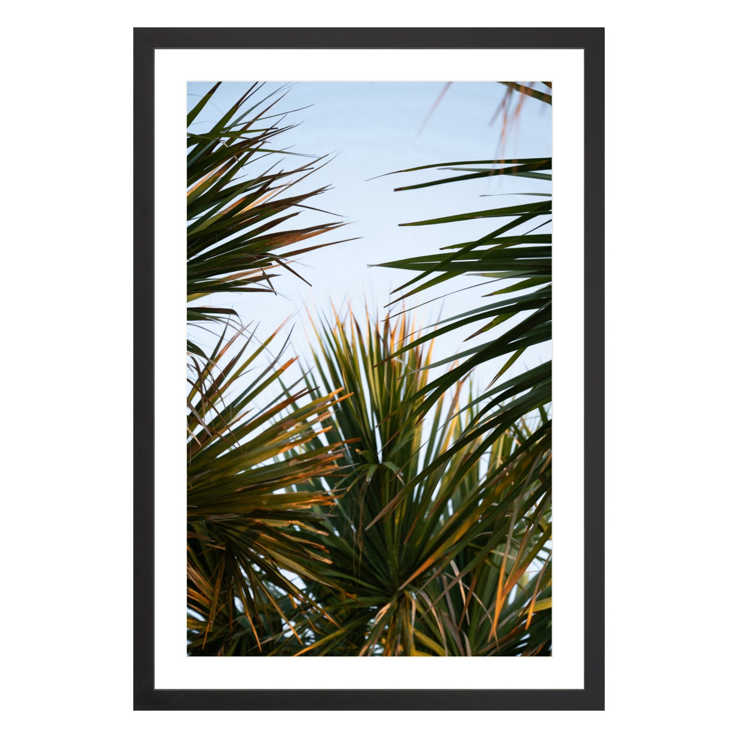 Photograph of beach palms in front of blue sky framed in black with white mat