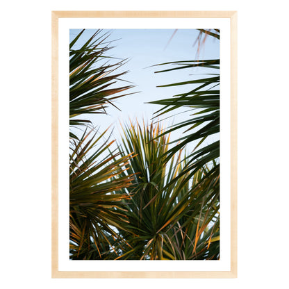 Photograph of beach palms in front of blue sky framed in natural wood with white mat
