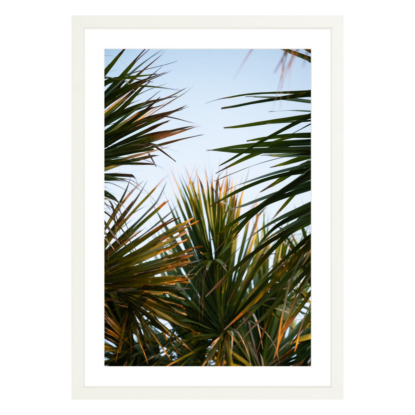 Photograph of beach palms in front of blue sky framed in white with white mat