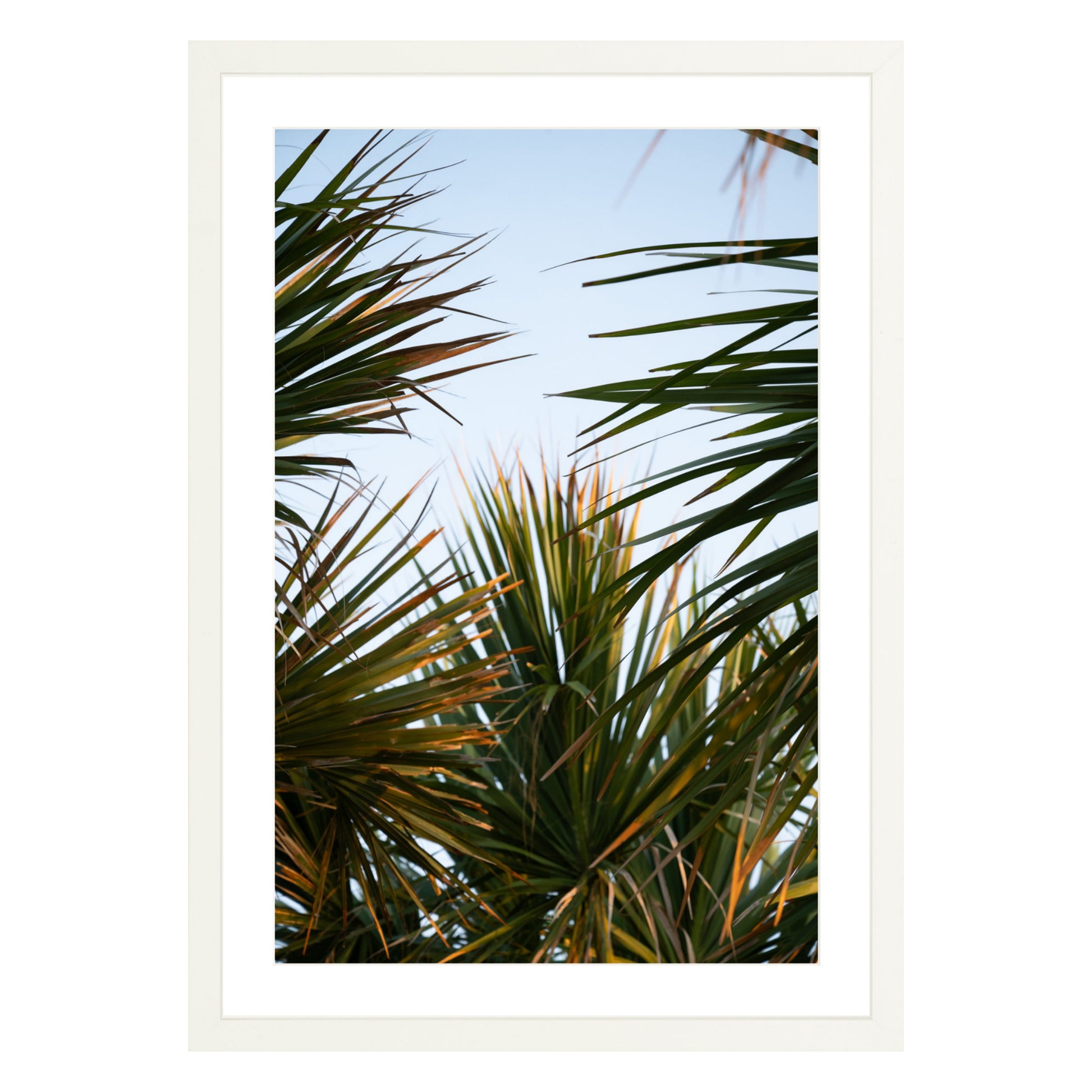 Photograph of beach palms in front of blue sky framed in white with white mat