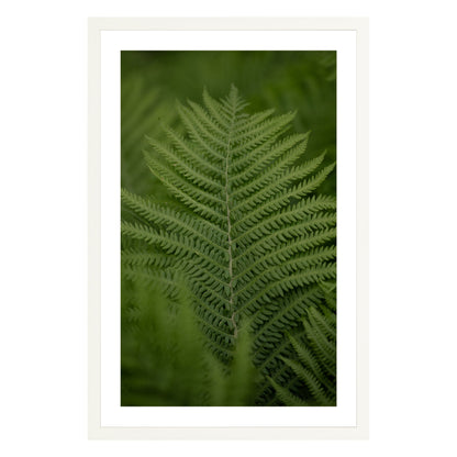 Photograph of green fern leaf framed in white with white mat