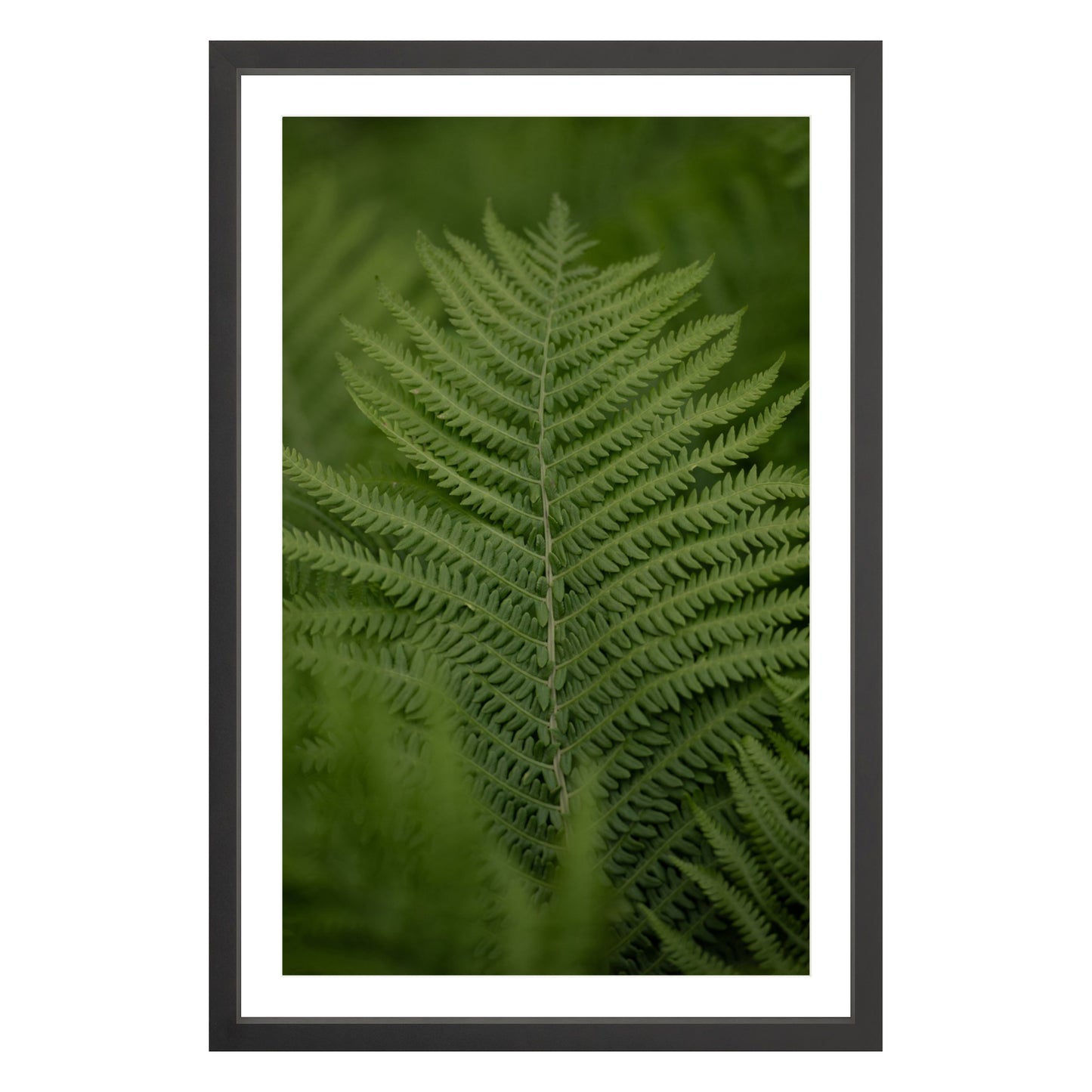 Photograph of green fern leaf framed in black with white mat