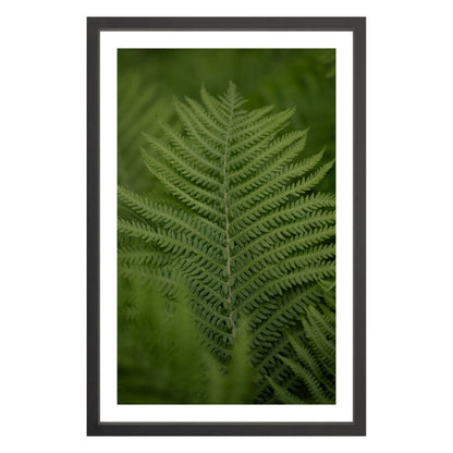 Photograph of green fern leaf framed in black with white mat