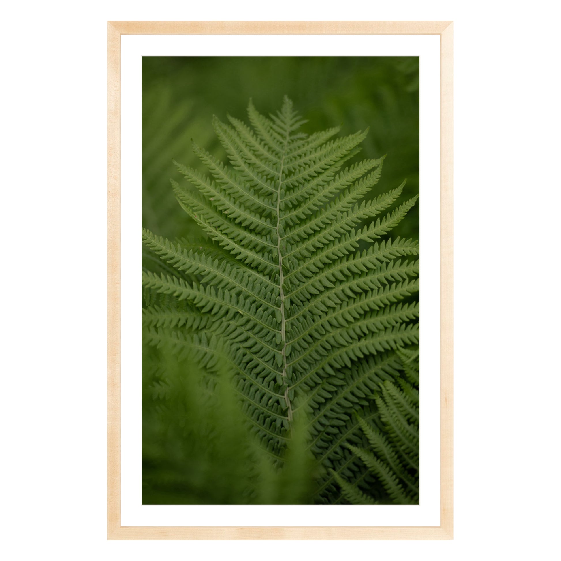 Photograph of green fern leaf framed in natural wood with white mat