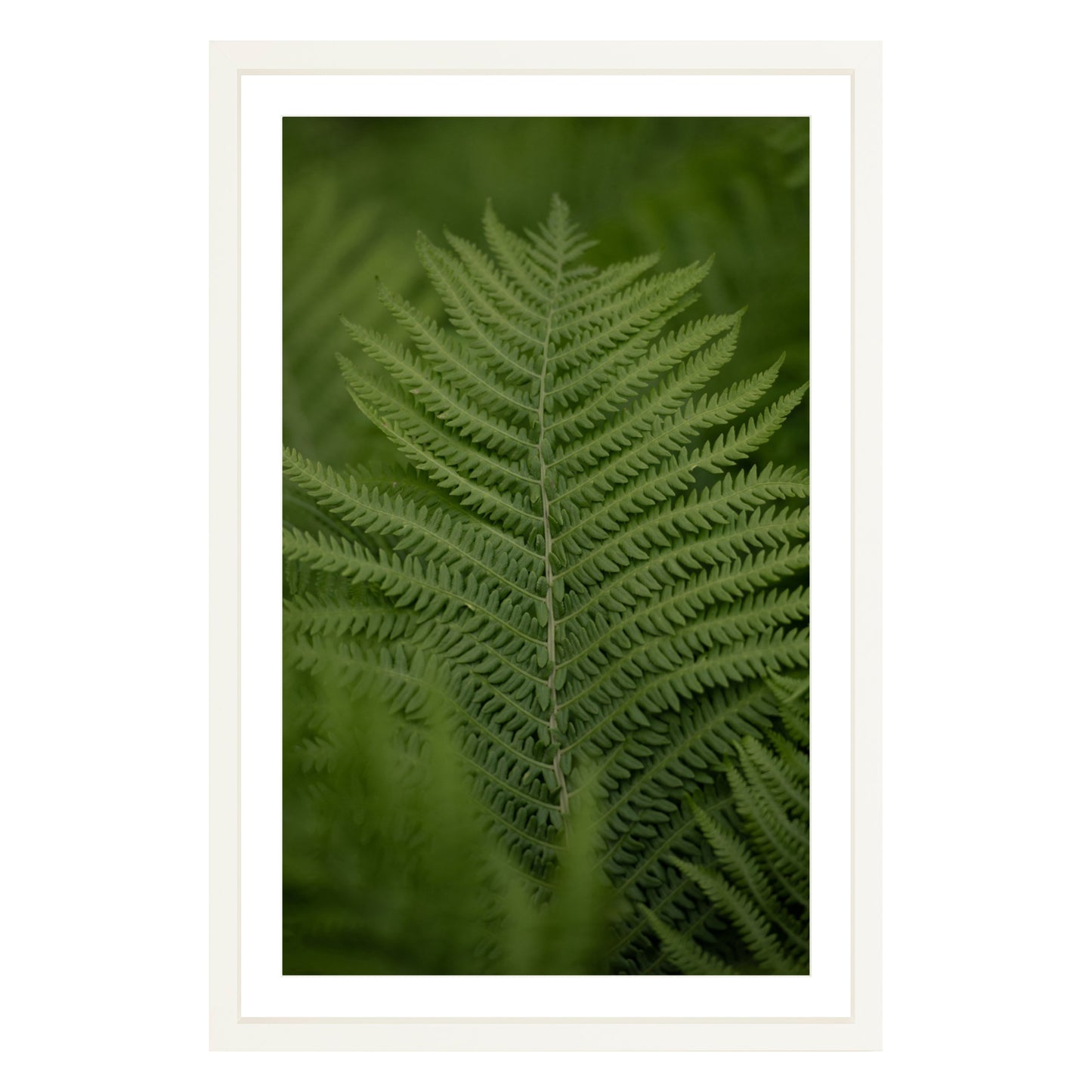 Photograph of green fern leaf framed in white with white mat