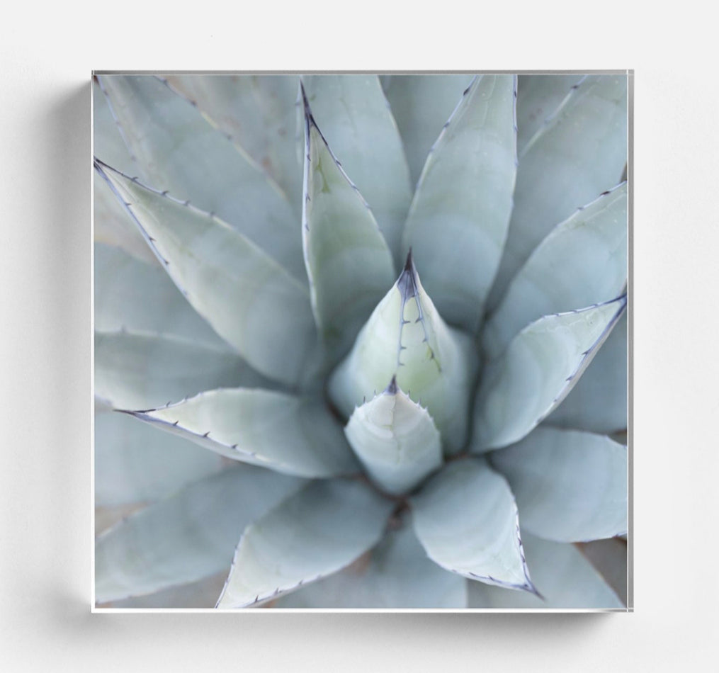 Agave Acrylic Block