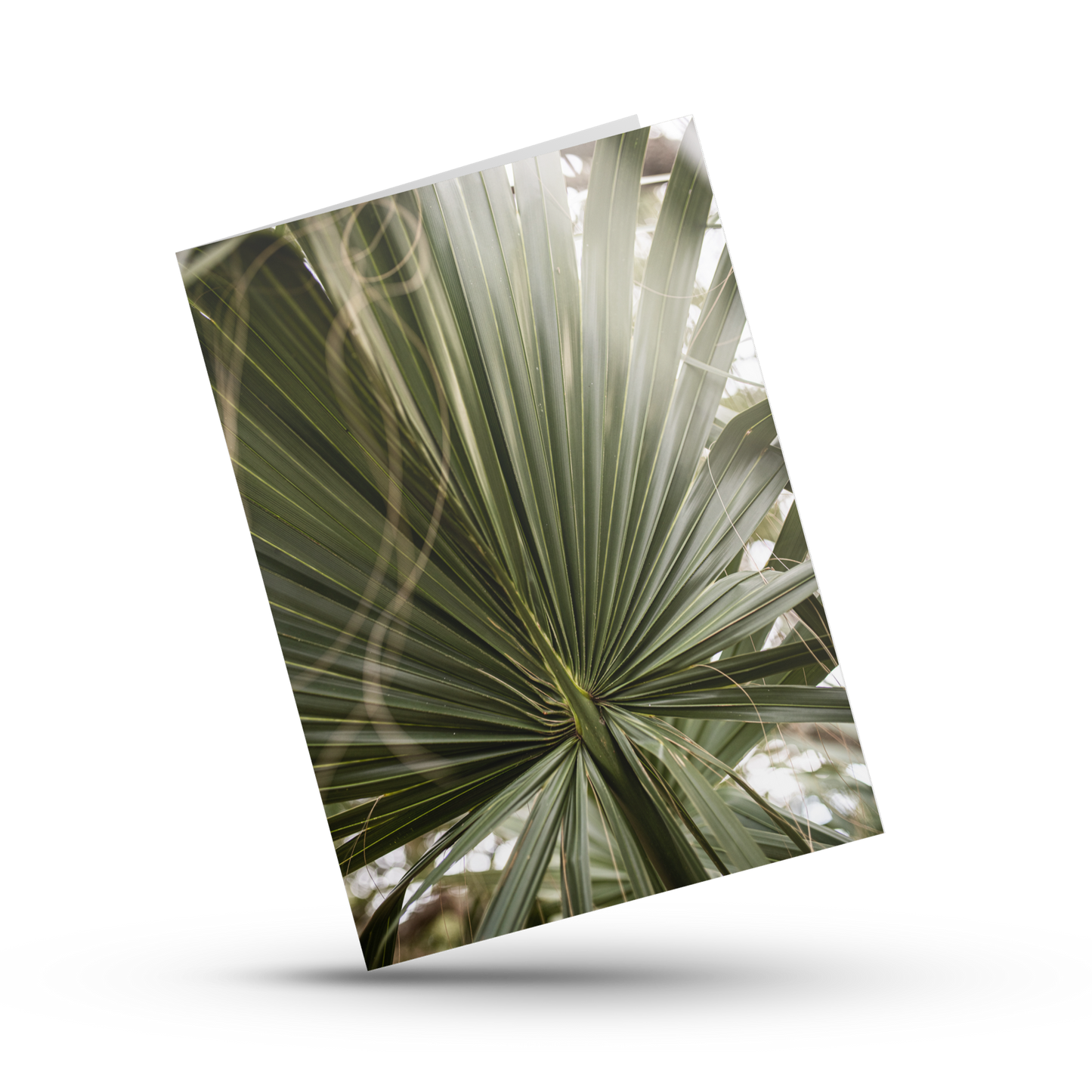 A Print Shop greeting cards are blank inside and perfect for any occasion. Amanda Anderson's "Palm" photo is from the center of a palm frond in Debordieu, SC.